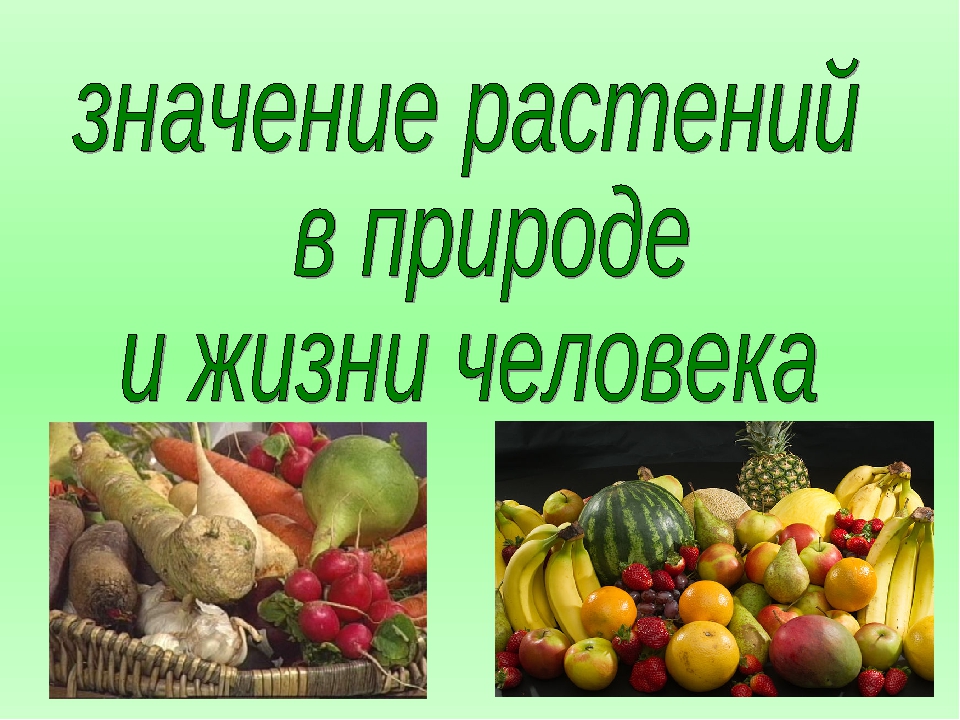 Биология 5 многообразие и значение растений. Значение растений в природе и жизни человека. Значение растений в жизни человека. Роль растений в природе и жизни человека. Роль растений в природе и жизни.