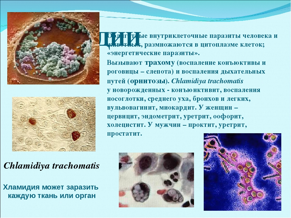 Хламидия в организме. Хламидия микробиология морфология. Хламидии внутриклеточные паразиты. Облигатный внутриклеточный паразит. Внутриклеточными паразитами являются.