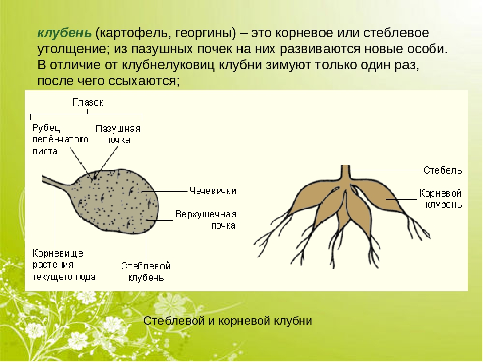 Рассмотрите рисунок запишите признаки доказывающие что клубень это видоизмененный подземный побег