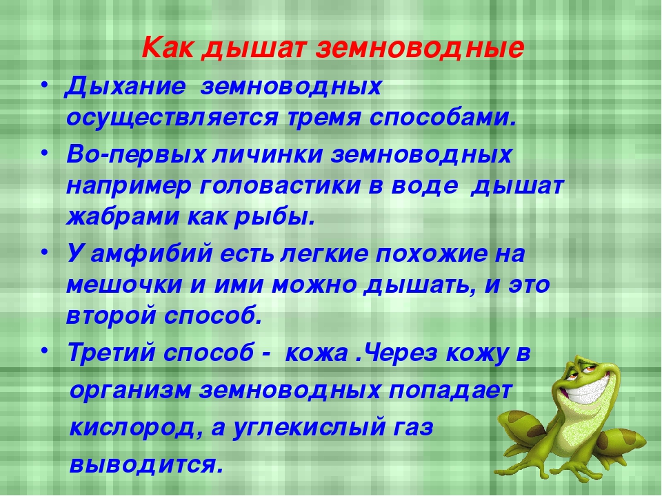 Дыхание животных 3 класс. Система дыхания земноводных. Дыхательная система зем. Дыхательная система земново. Органы дыхания земноводных.