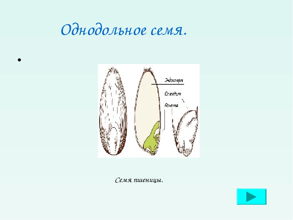 Однодольное растение рисунок. Семя однодольного растения пшеница. Компоненты семени пшеницы семенная. Семя пшеницы однодольное или двудольное. Семечко однодольных.