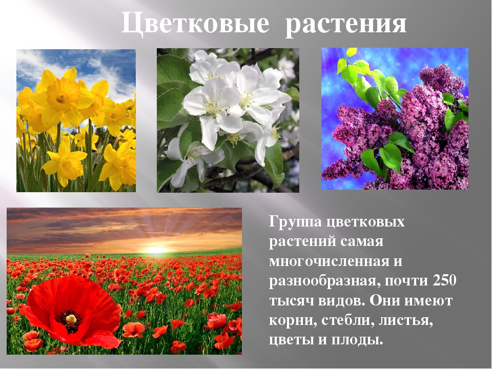 Растения это. Группа цветковых растений. Цветковые виды. Виды цветковых растений. Группа растений цветковые.