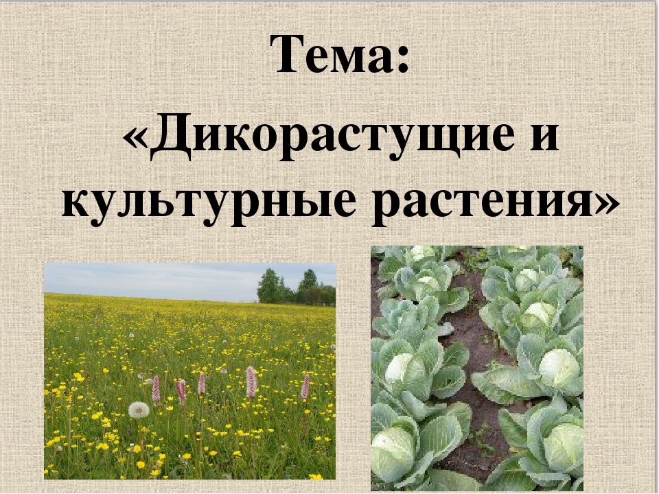 Презентация дикорастущие и культурные растения. Дикорастущие и культурные растения. Травы дикорастущие и культурные. Дикорастущие растения и культурные растения. Дикорастущие и культурные растения 2 класс.