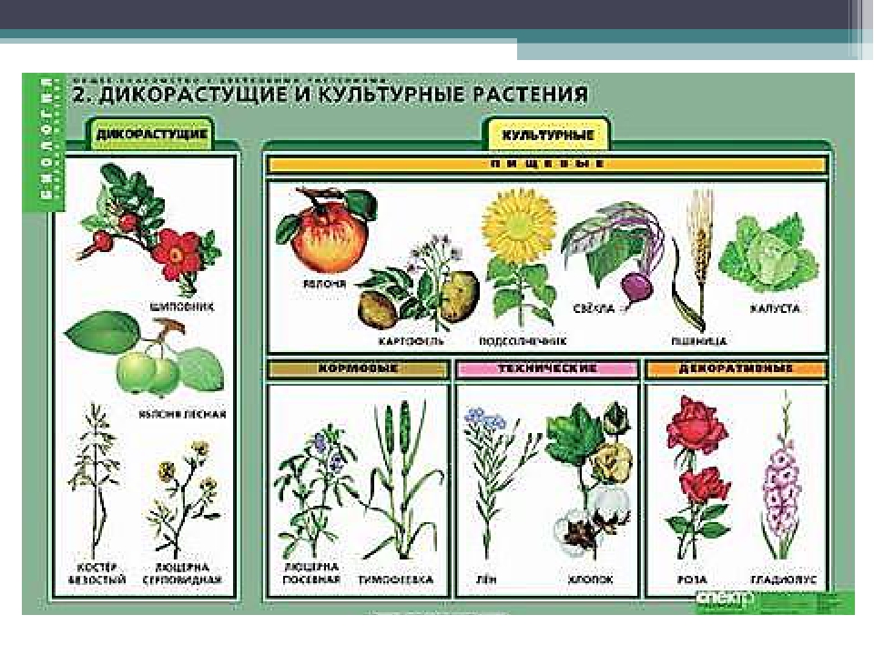 Культуры растений примеры
