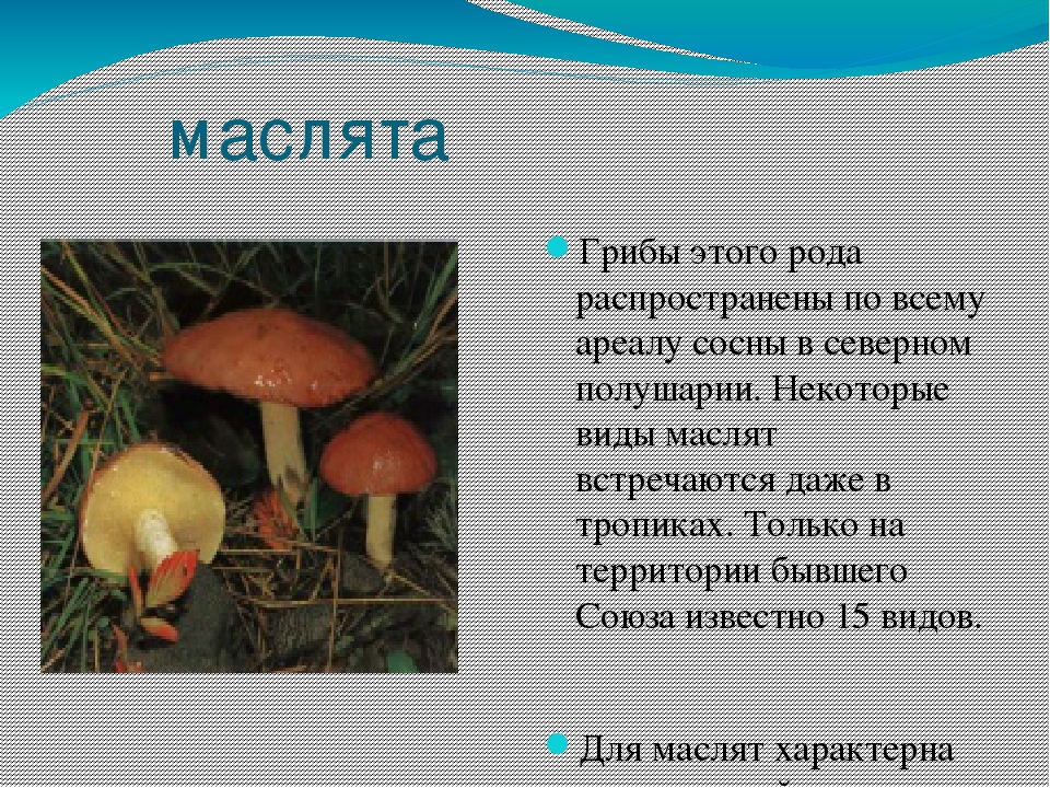 Маслята сколько звуков. Маслята презентация. Масленок гриб доклад. Масленок гриб для презентации. Маслята описание.