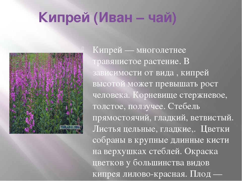 Ты знаешь названия растений изображенных на рисунке это иван чай лисохвост тысячелистник сон трава