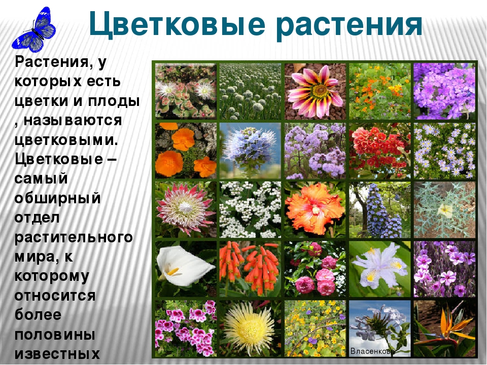 Многообразие цветковых. Разные растения. Цветковые растения. Многообразие цветковых растений. Разнообразие растений цветковые.