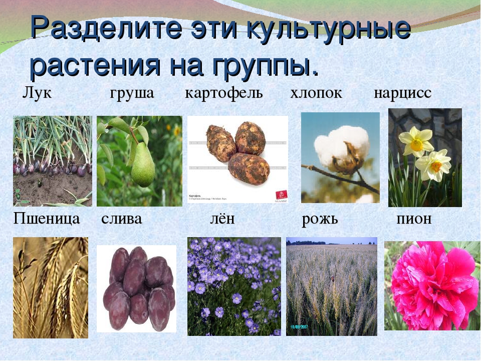 Сорта любых культурных растений примеры