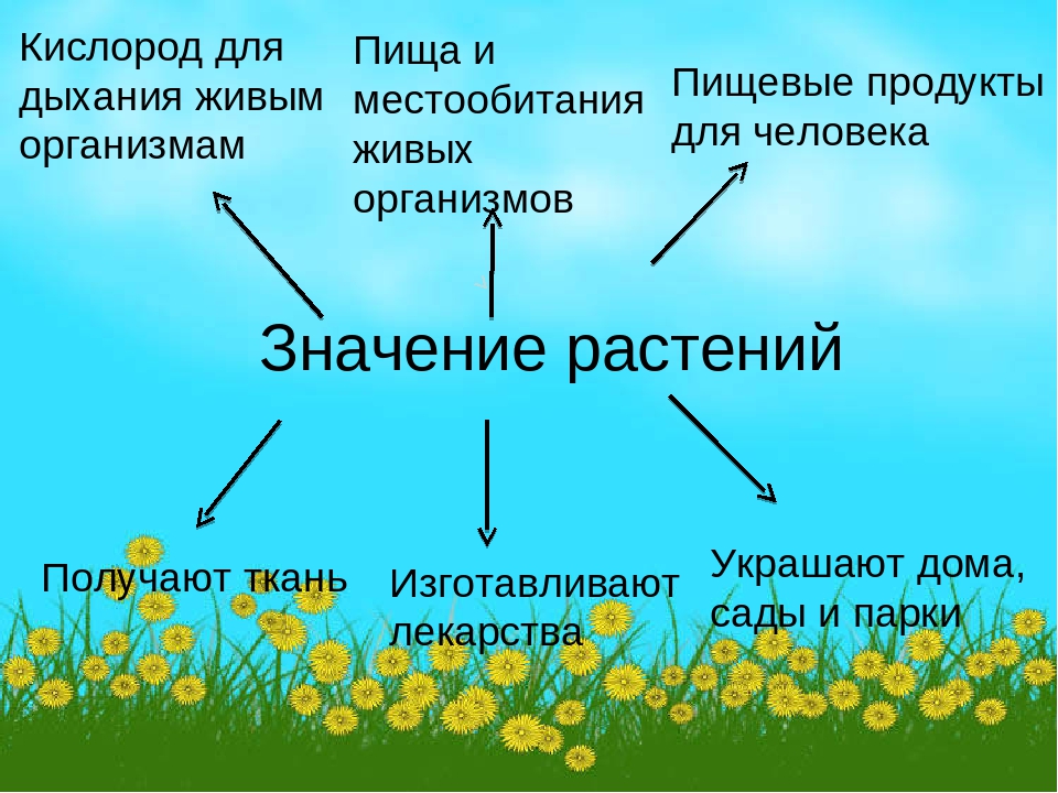 Значение растений биология