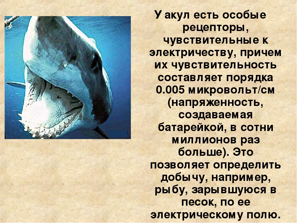 Что помогает акуле добывает. Акулы 7 класс. Презентация акулы 7 класс. Доклад про акулу. Акулы биология 7 класс.