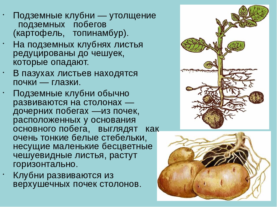 Папоротникообразные образуют видоизмененные органы корневища клубни луковицы. Клубень подземный побег. Видоизмененный подземный побег картофеля. Видоизменённые побеги клубень картофеля. Вегетативное размножение корневыми клубнями.