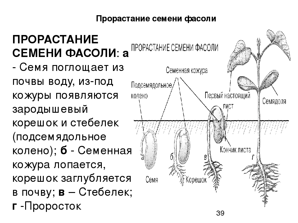 Процесс семени. Схема этапы прорастания семян. Проросмтание семени фасоли. Типы прорастания семян схема. Схема семена тыквы прорастание.