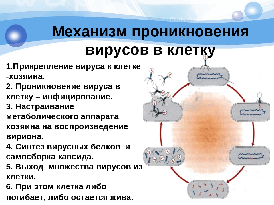 Бактерии хозяева. Механизм проникновения вируса в клетку. Как называется механизм проникновения вирусов в клетку. Схема проникновения вируса. Как называется процесс проникновения вируса в клетку.