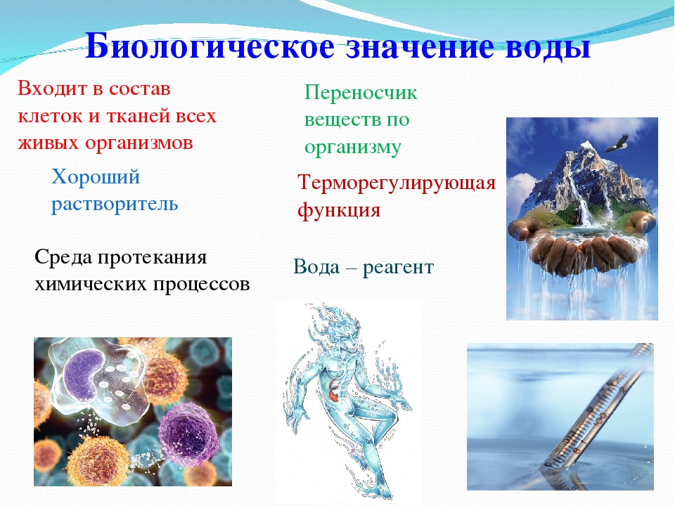 5 функций воды в организме