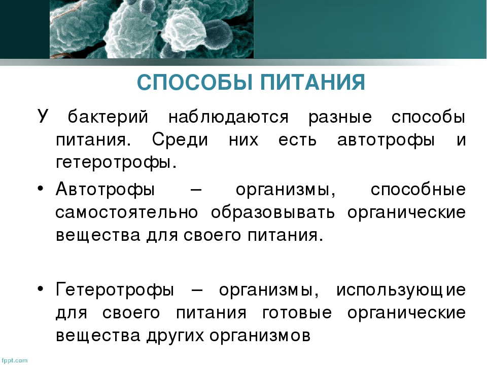 Дополните схему о микроорганизмах которые окружают человека обж ответы