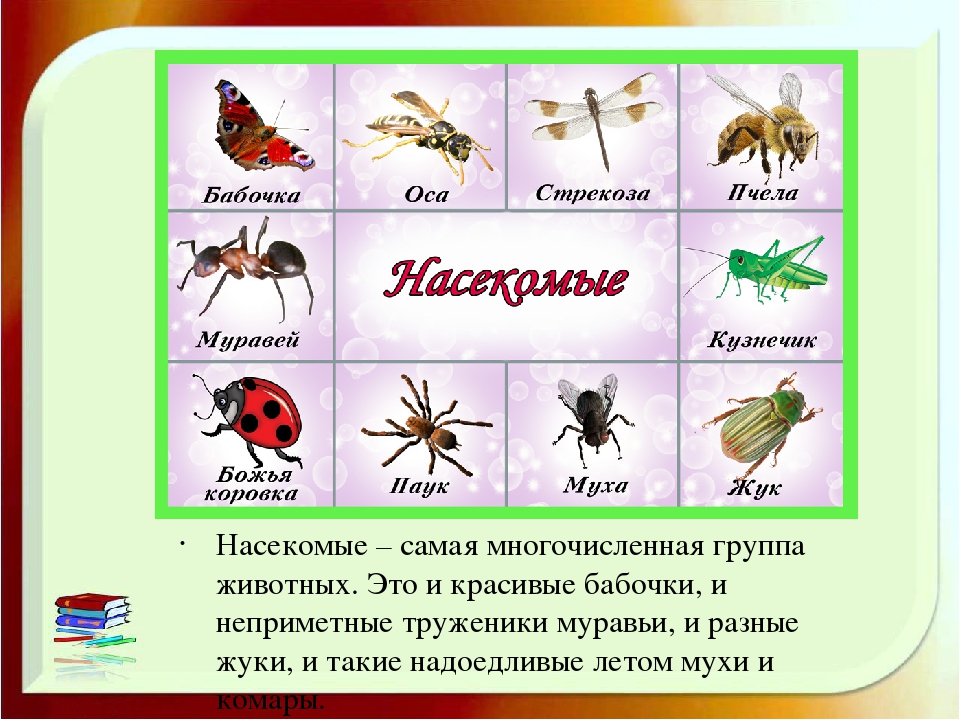 Муха ударение. Группы насекомых. Насекомые окружающий мир. Насекомые примеры животных. Насекомые разнообразие насекомых.