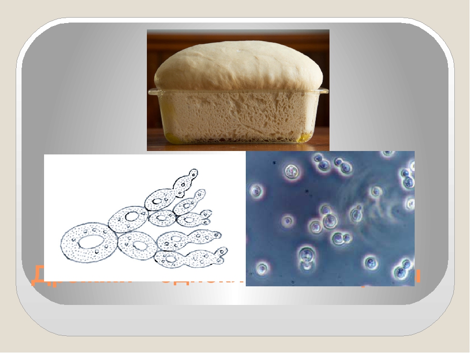 В каких еще биотехнологиях используют одноклеточные грибы. Одноклеточные дрожжевые грибы. Дрожжи грибы биология. Одноклеточные дрожжи. Дрожжи это одноклеточные микроорганизмы.