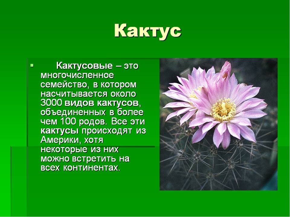 Научный Стиль Про Кактус