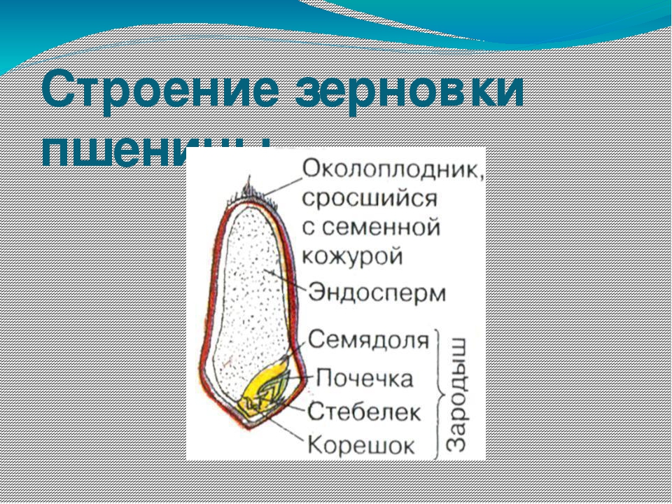 Зерновкой называют. Строение зерновки пшеницы 6. Внешнее строение зерновки пшеницы. Строение зерновки пшеницы 6 класс. Зерновка это в биологии 6 класс.