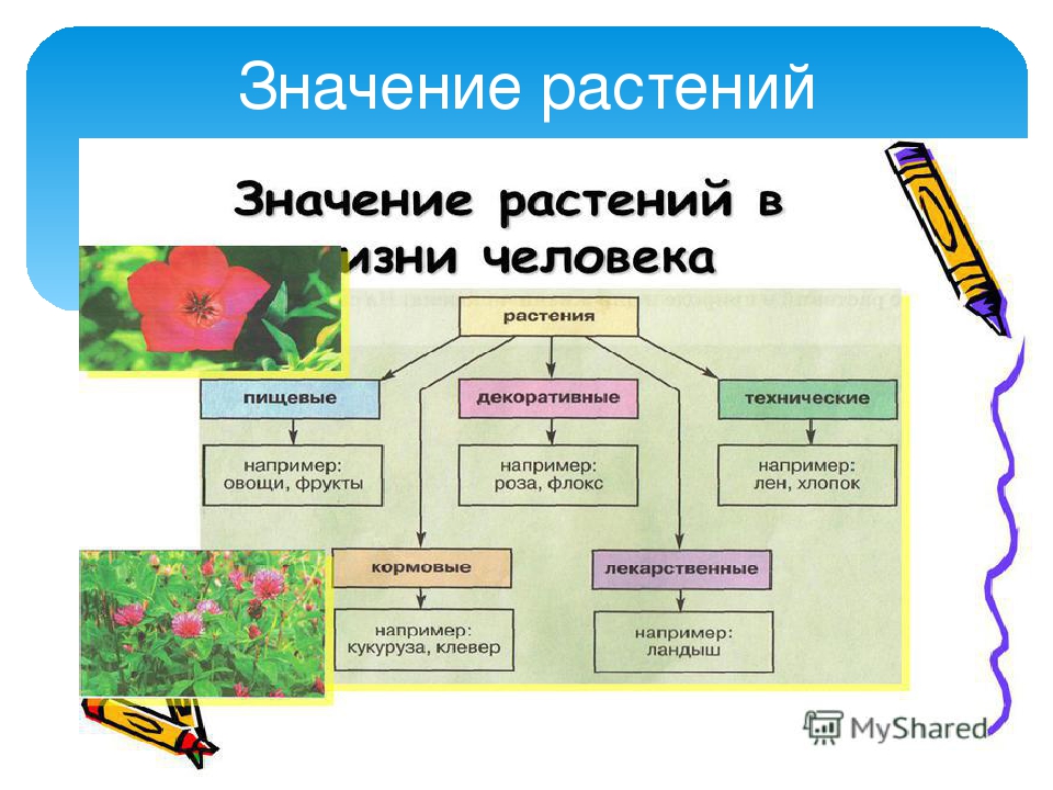 Какие имеют растения в природе. Значение растений. Значение растений схема. Значимость растений. Значение растений для человека.