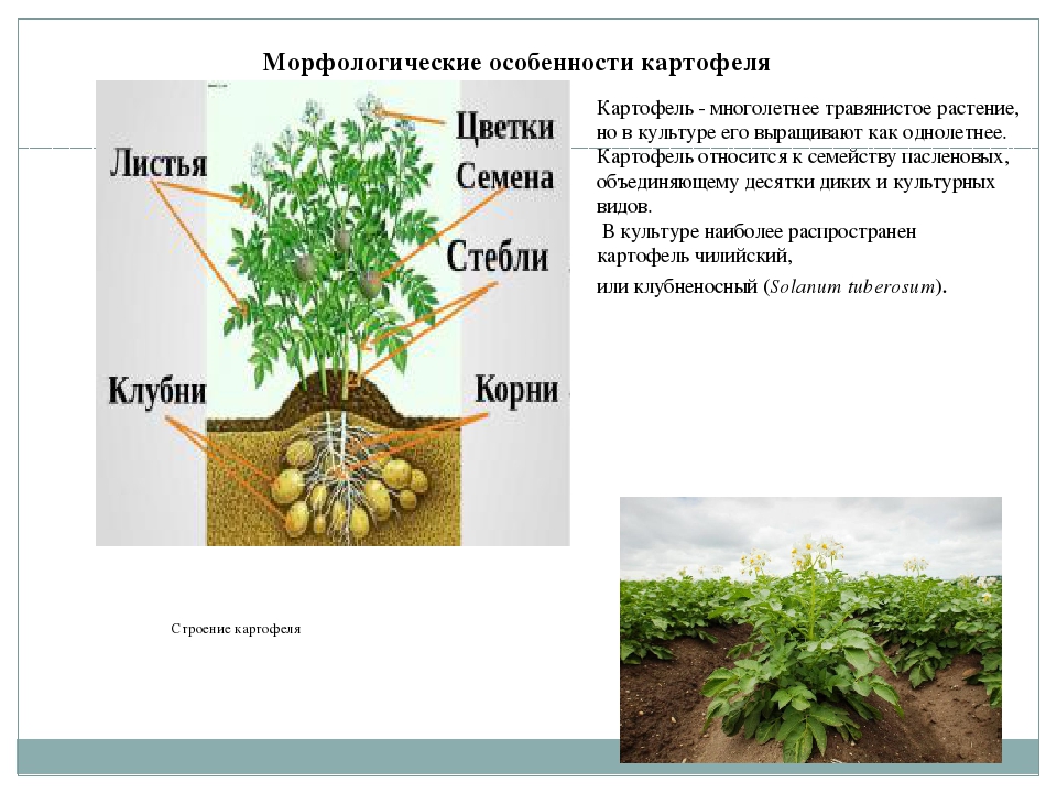 Картофель схема растения