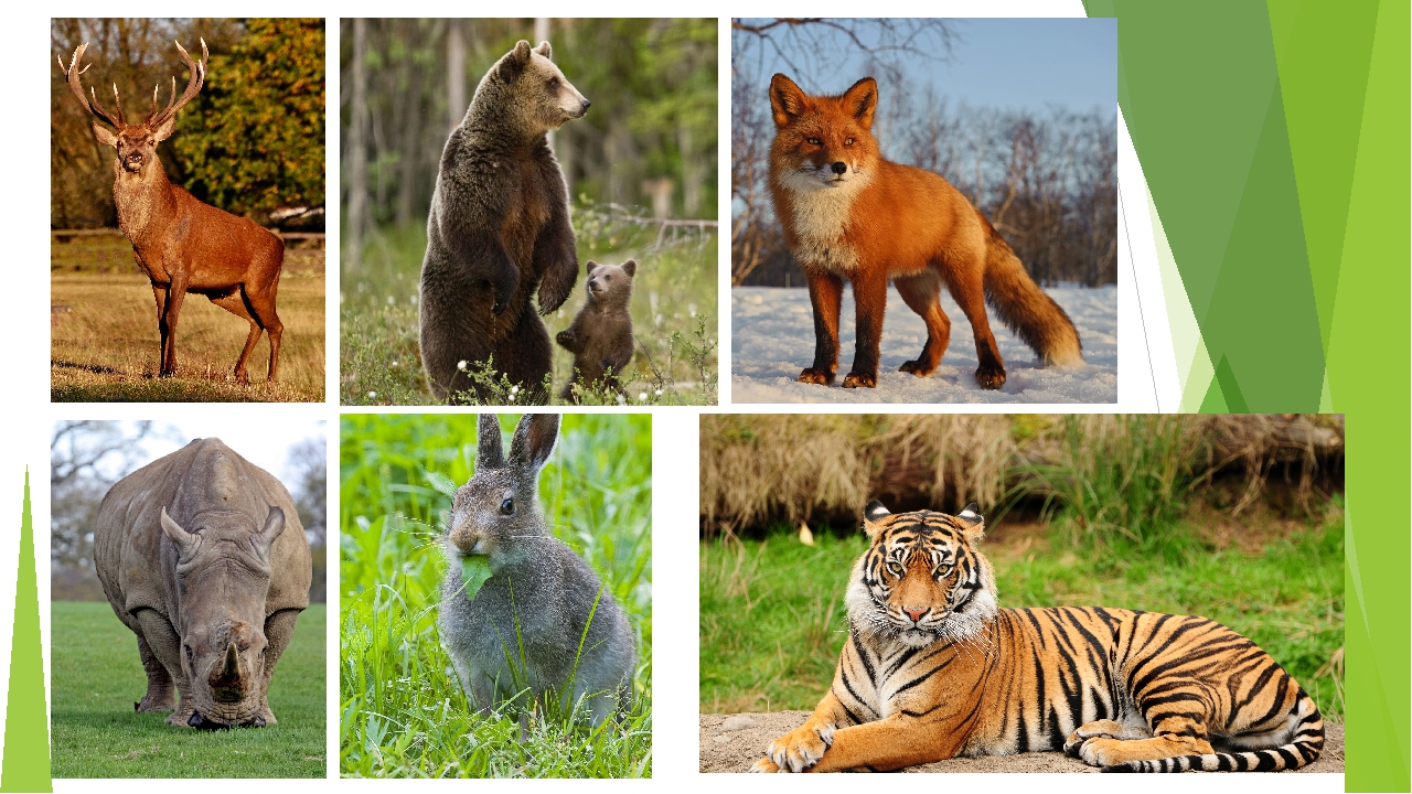 Млекопитающие животные это. Разные млекопитающие. Млекопитающие животные фото и названия. Класс млекопитающие фото. Млекопитающие животные на одной картинке.