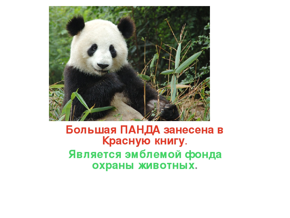 Имя пада. Красная книга России большая Панда. Занесена ли Панда в красную книгу. Манта щанесина в красную книгу?. Панда за Нисина в красную книгу.