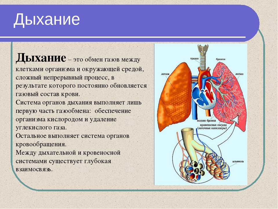 Проект органы дыхания человека