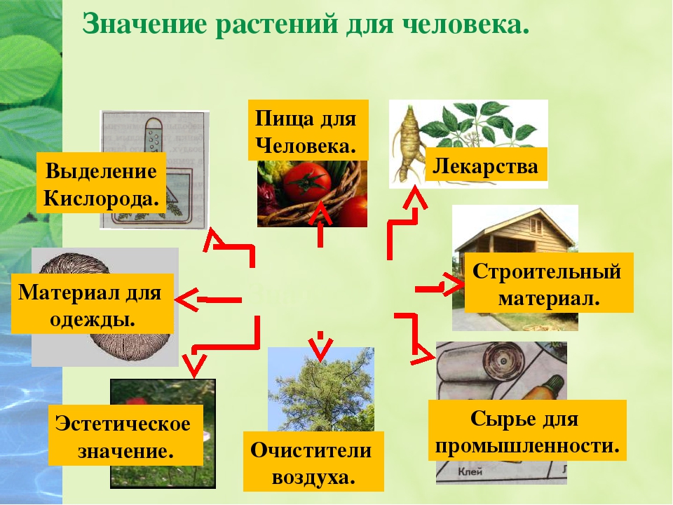 Дополните схему значение растений в жизни человека