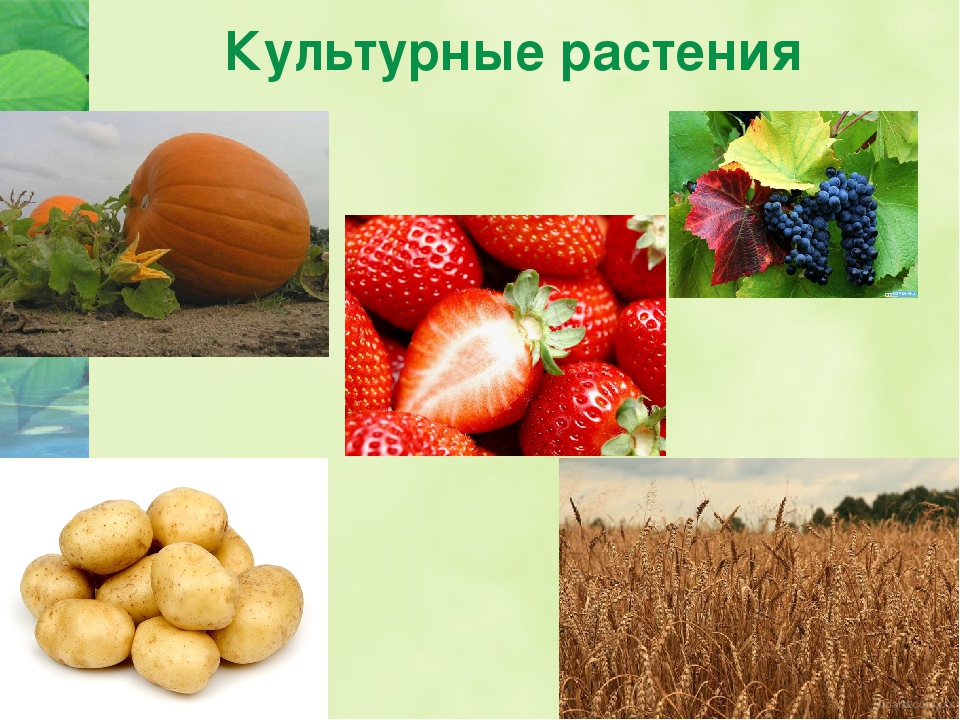 Сорт культурных растений окружающий. Культурные растения. Культ растений. Сорта культурных растений. Культурные растения названия.