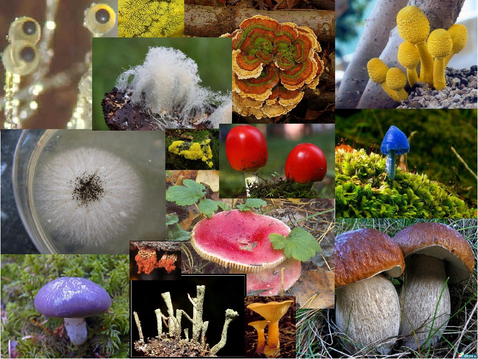 Представители разных царств живой природы. Царства живой природы. Многообразие живой природы. Разнообразие живых организмов. Разнообразие грибов в природе.