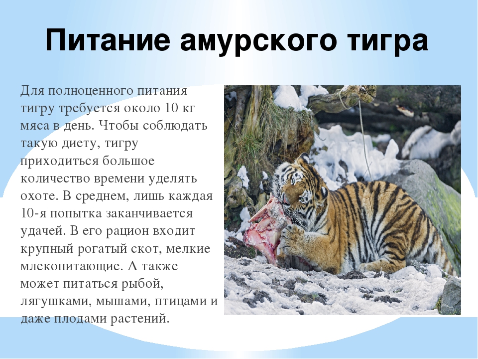 Сколько в мире амурских тигров. Амурский тигр питается. Тигр Дальневосточный Амурский. Амурский тигр красная. Питание Амурского тигра.