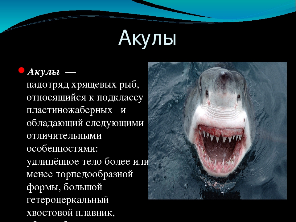 Сообщение про класс рыб. Акулы презентация. Презентация по теме акулы. Доклад о рыбе акуле. Доклад на тему акулы.