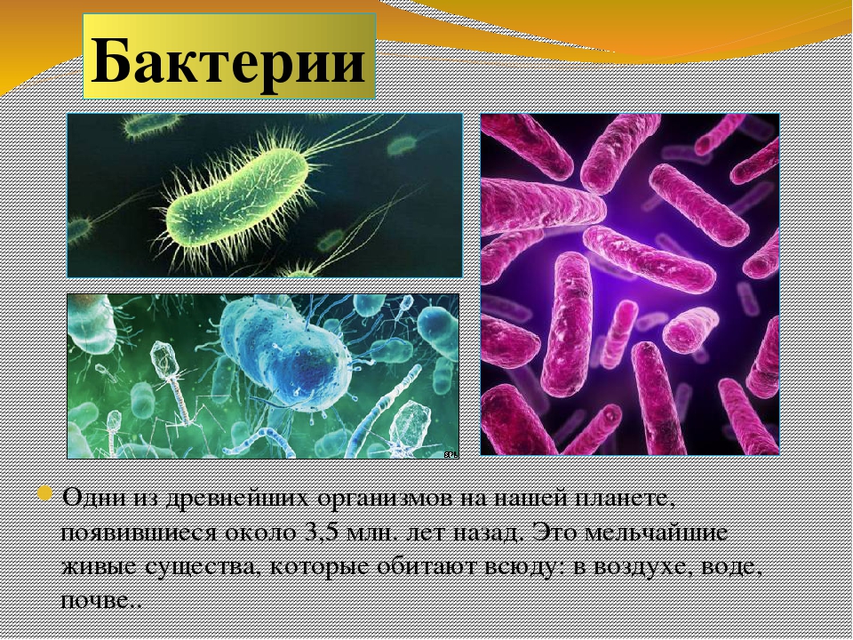 Три организма относящимся к бактериям. Бактерии в организме. Бактерии названия. Бактерии 5 класс. Мельчайшие бактерии.