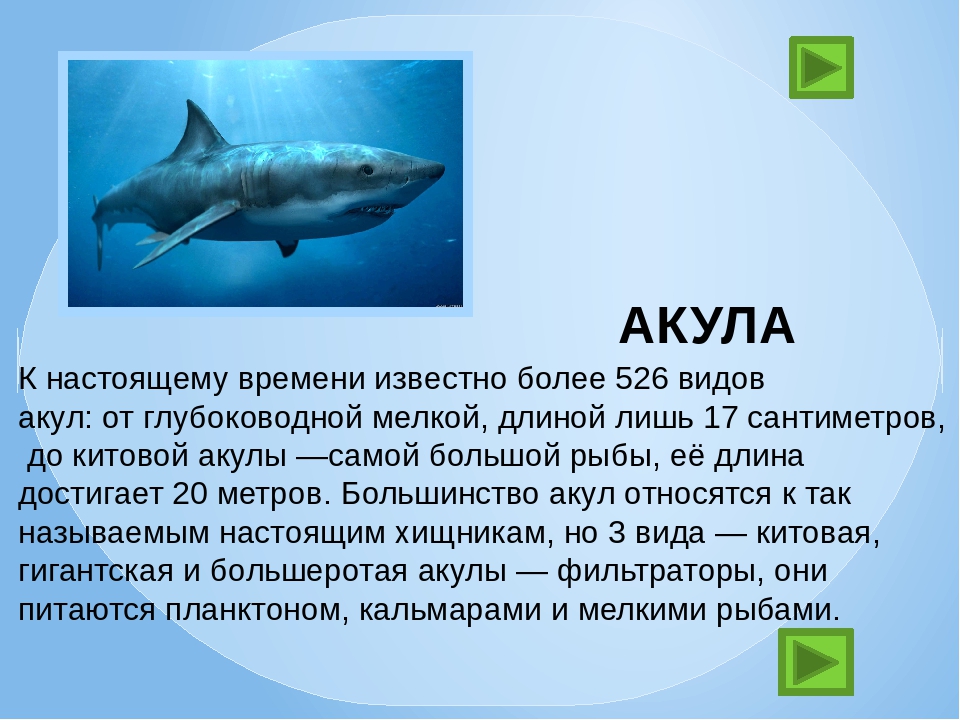 Сообщение про класс рыб. Описание акулы. Акула рыба описание. Рассказать о акуле. Доклад про акулу.