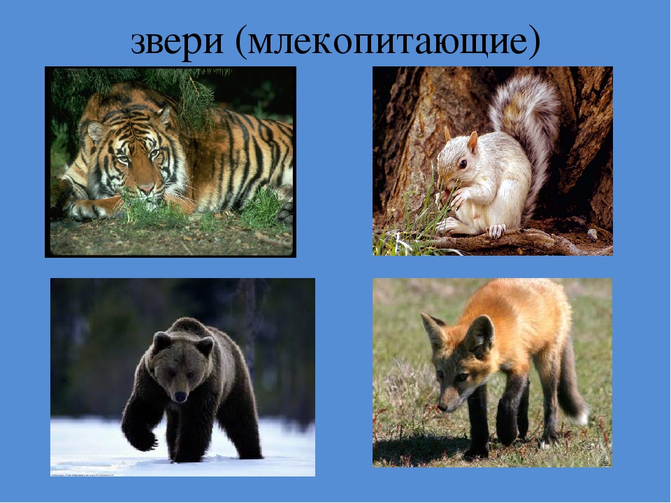 Презентация многообразие животных 1 класс. Разнообразие зверей. Млекопитающие животные. Класс млекопитающие животные. Млекопитающие окружающий мир.