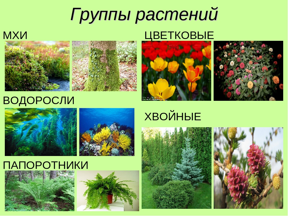 5 основных групп растений. Разные растения. Разнообразные растения. Разнообразие растений. Группы растений.