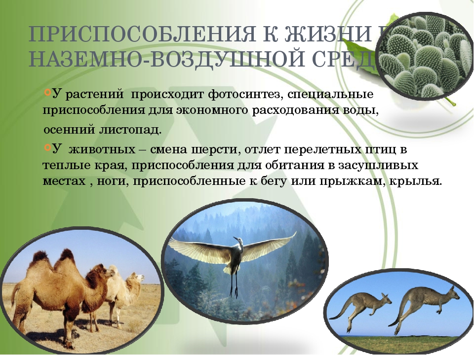 Доклад приспособление организмов к среде обитания