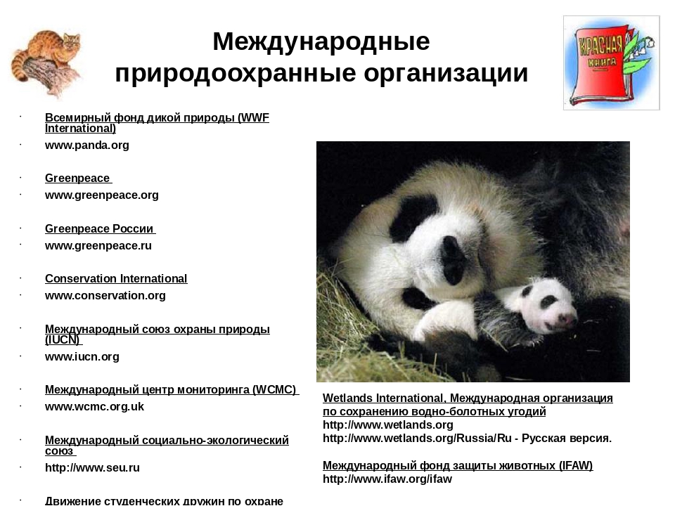 Wwf проекты в россии