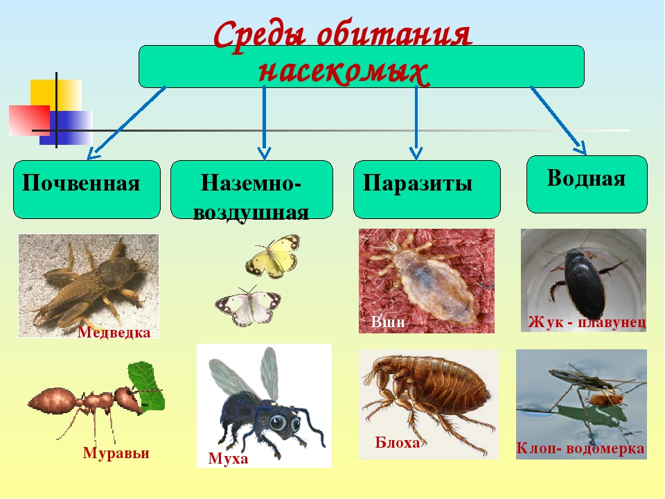 Группы организмов насекомые