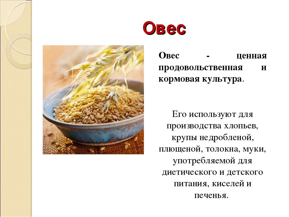 Какие каши делают из овса