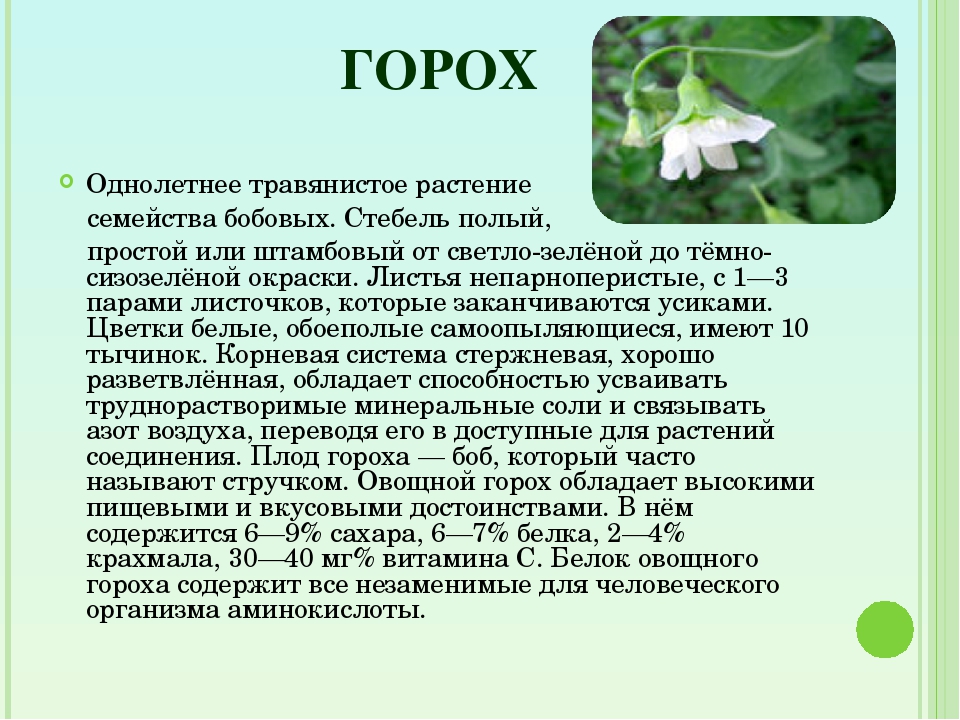 Особенности стебля бобовых. Горох растение описание. Описание гороха. Горох краткое описание. Сообщение о горохе.