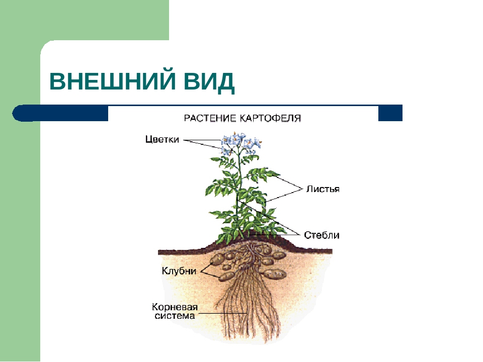 Корневая система цветковых растений. Корневая система картофеля. Тип корневой системы у картофеля. Картофель части растения. Картофель строение растения.