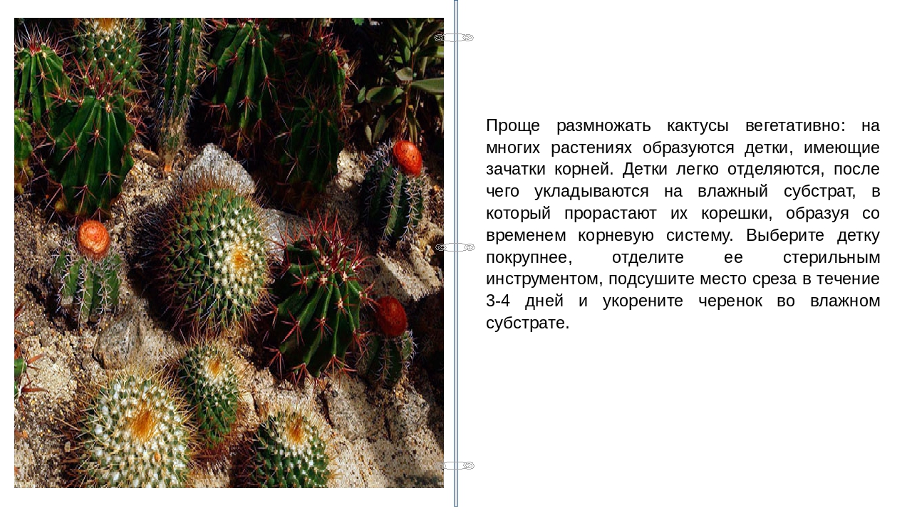 Рассказ про кактус 2 класс. Описание кактуса. Кактус леисание. Сообщение о кактусе по биологии. Про цветок Кактус описание.