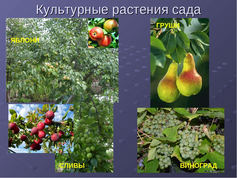 Проект культурные растения