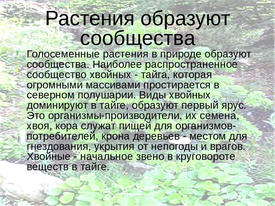 Значение голосеменных растений. Голосеменные растения в природе. Роль голосеменных растений. Роль голосеменных в экосистеме. Роль растений в природном сообществе.