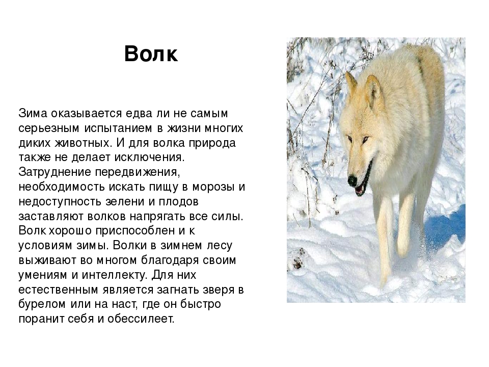 Волки краткое содержание. Описание волка для 2 класса. Рассказ про жизнь волка 2 класс. Доклад про волка 2 класс окружающий мир. Текст описание волка 2 класс.