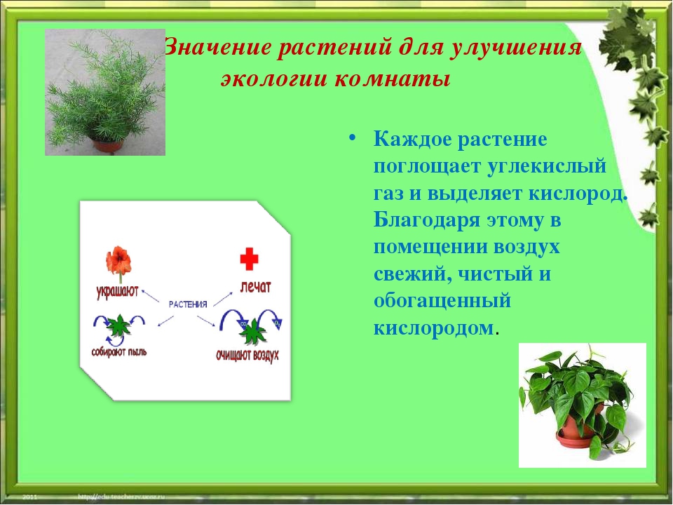 Какое значение растений в природе кратко. Роль растений в экологии. Значение растений. Значение экологии растений. Значение растений для человека.