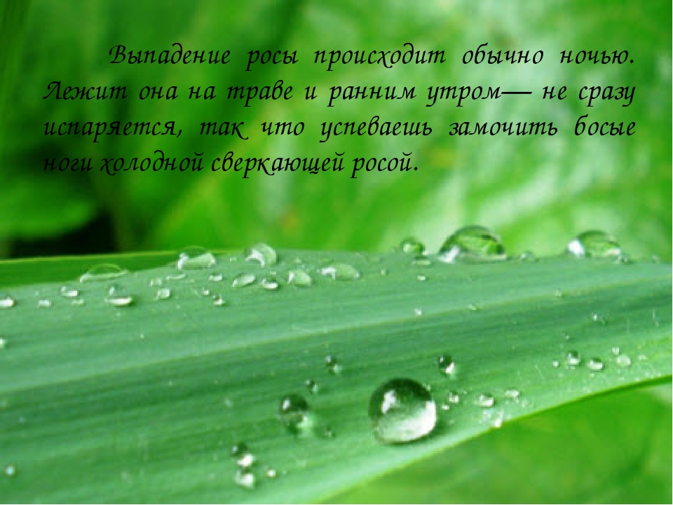 Образование росы на траве это. Выпадение росы. Роса на траве. Образование росы на траве.