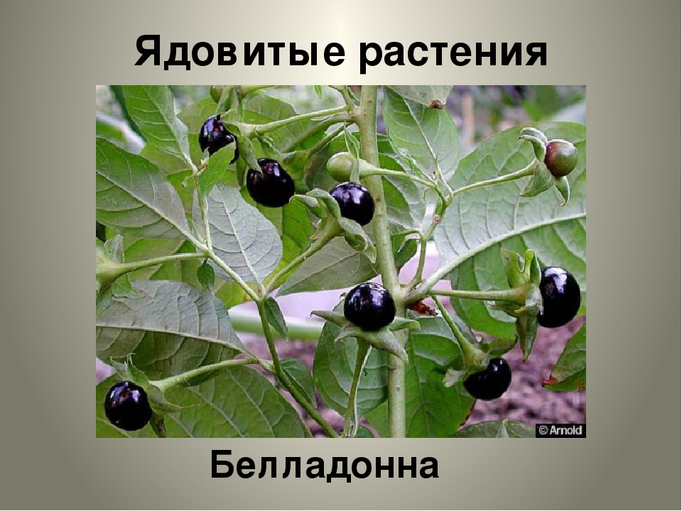 Atropa Belladonna Ботанический атлас